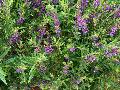 Summer Snapdragon / Angelonia 